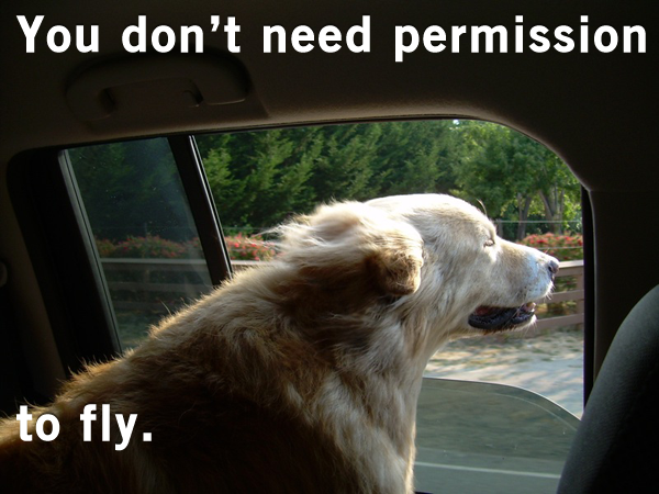 arlo flys